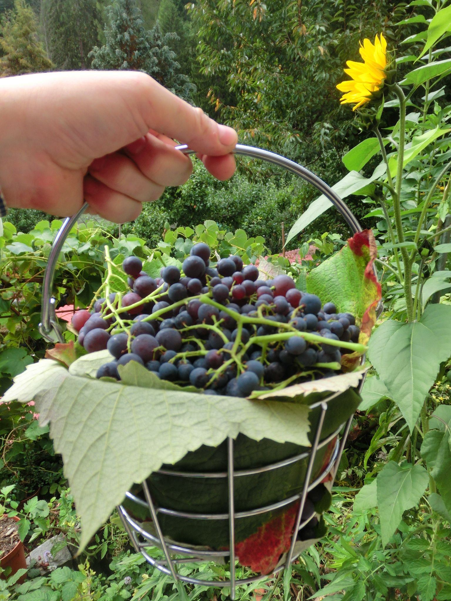 Schweiz mit historisch tiefer Weinernte 2021