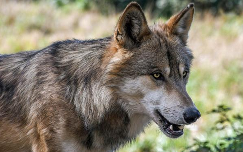 Großraubtiere: Anordnung eines Wolfsabschusses im Goms