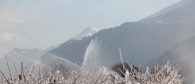Frühlingsfrost auf den Aprikosen