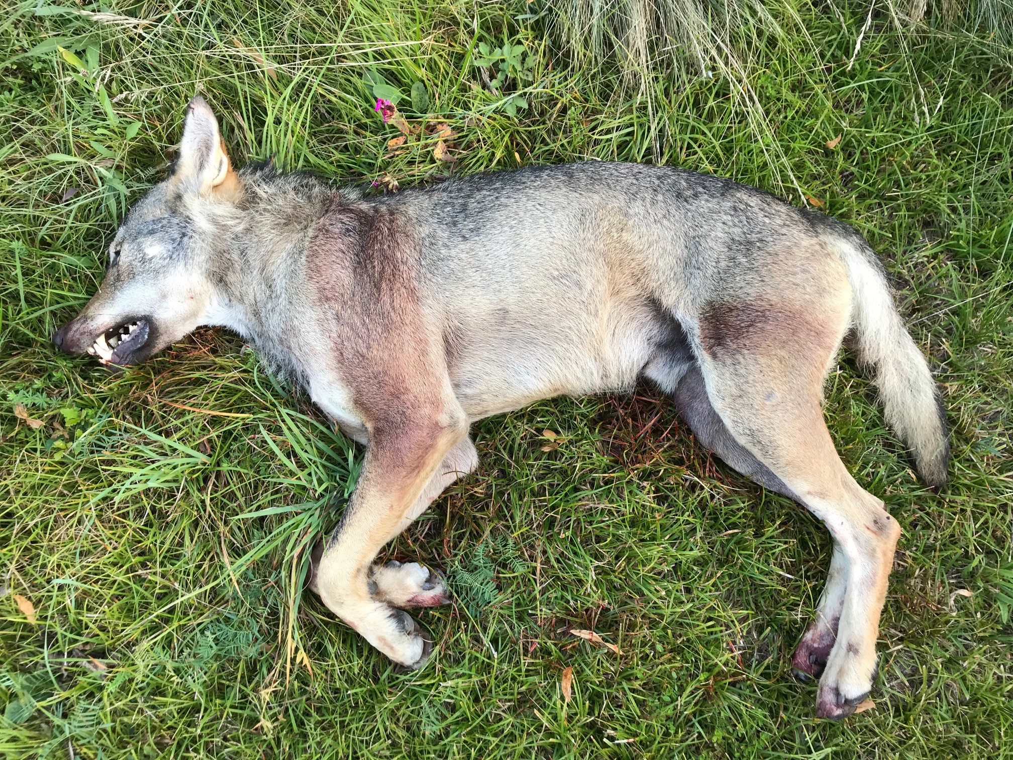 Photo loup – Copyright © SCPF Wolf im Goms geschossen