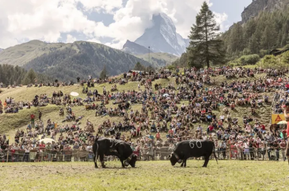Ringkuhkampf Zermatt 2021