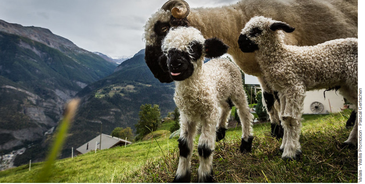 Pilotprojekt im Wallis