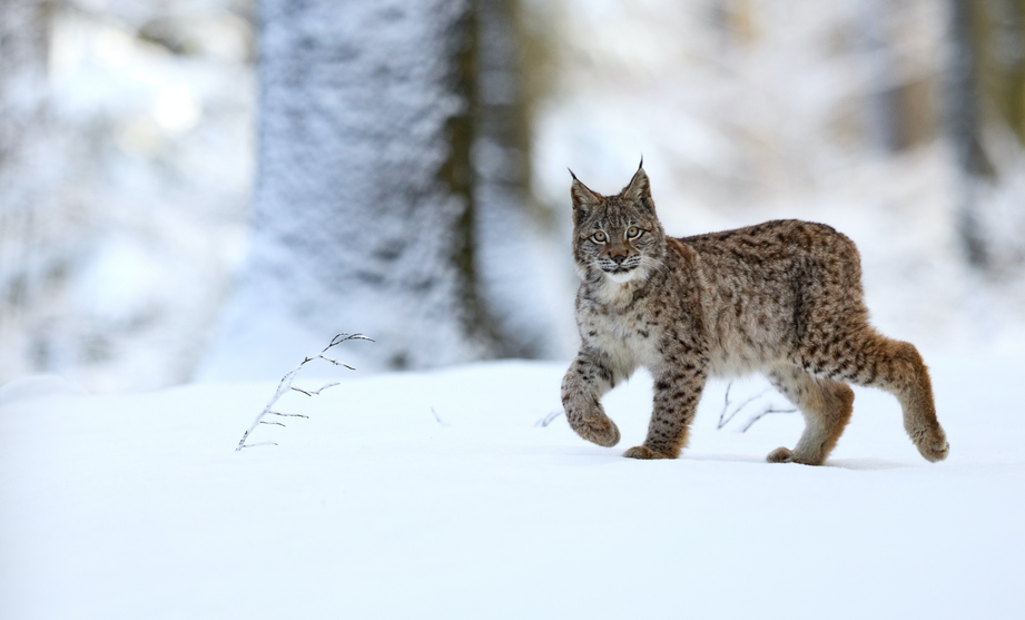 Sembrancher: Toter Luchs nach Kollision