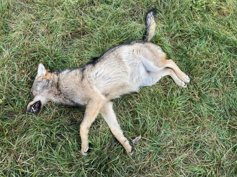 Pfynwald (Leuk): Toter Wolf aufgefunden