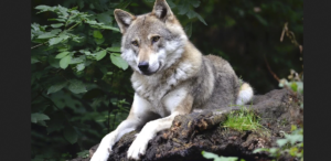 #Wolf
