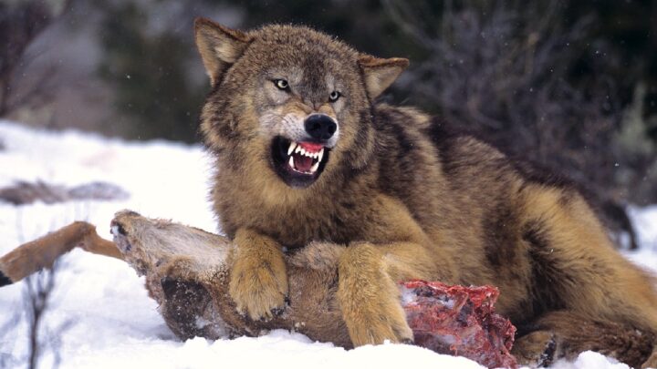Wolf Oberwallis