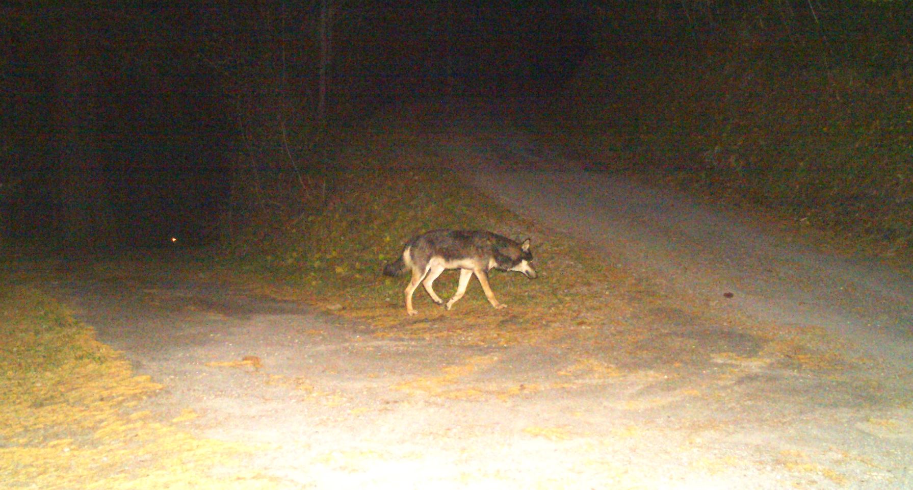 Wolf wegen Verdacht auf Hybridisierung erlegt