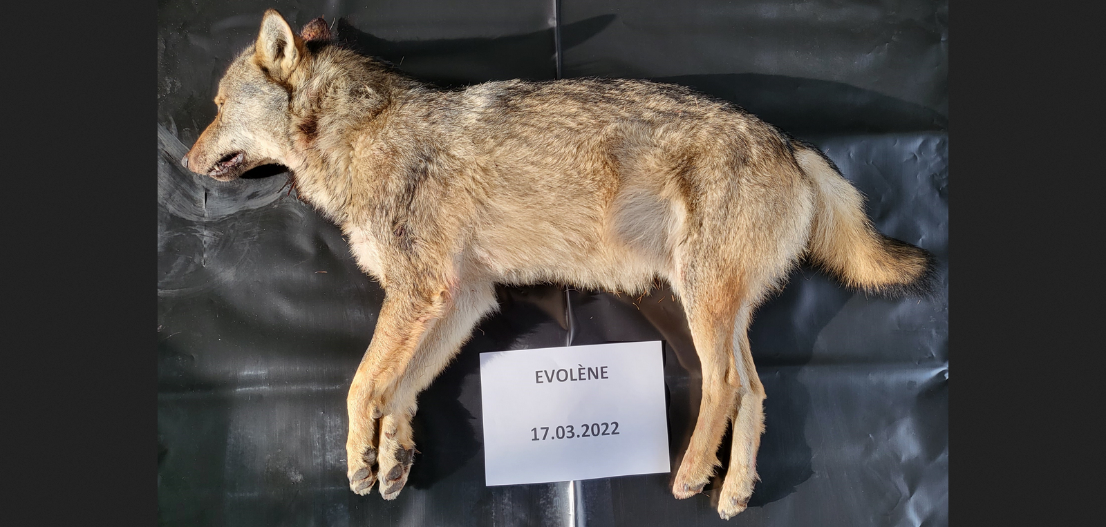 Wolf Evolene