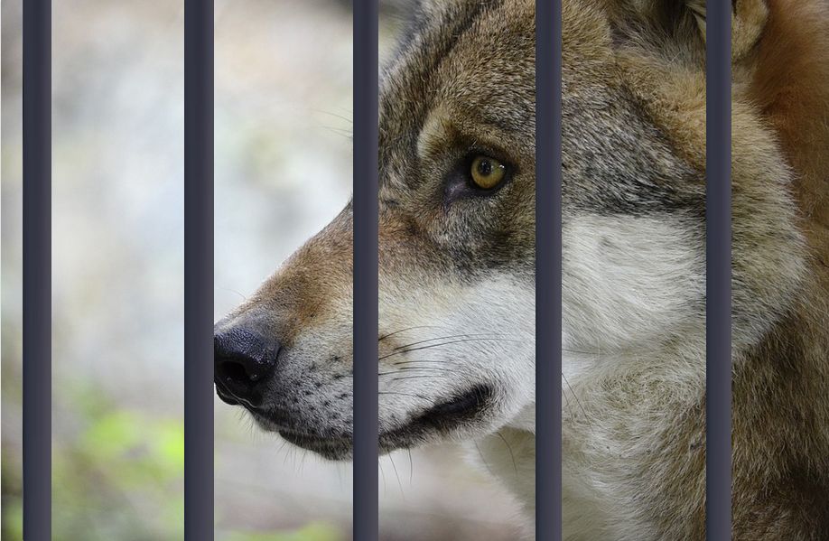 PETA reicht Strafanzeige gegen Wolfsabschuss ein