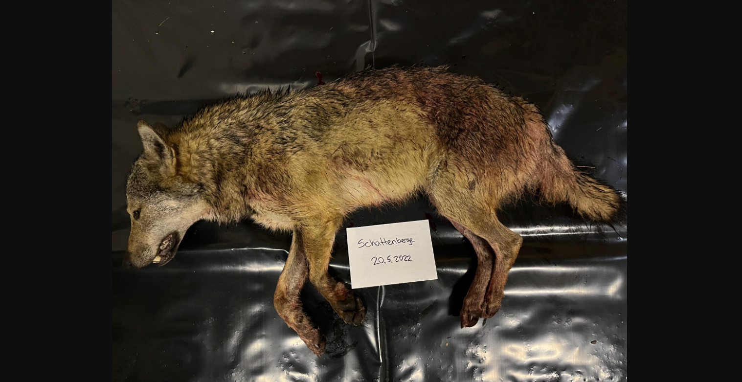 Wolf Wallis Abschuß