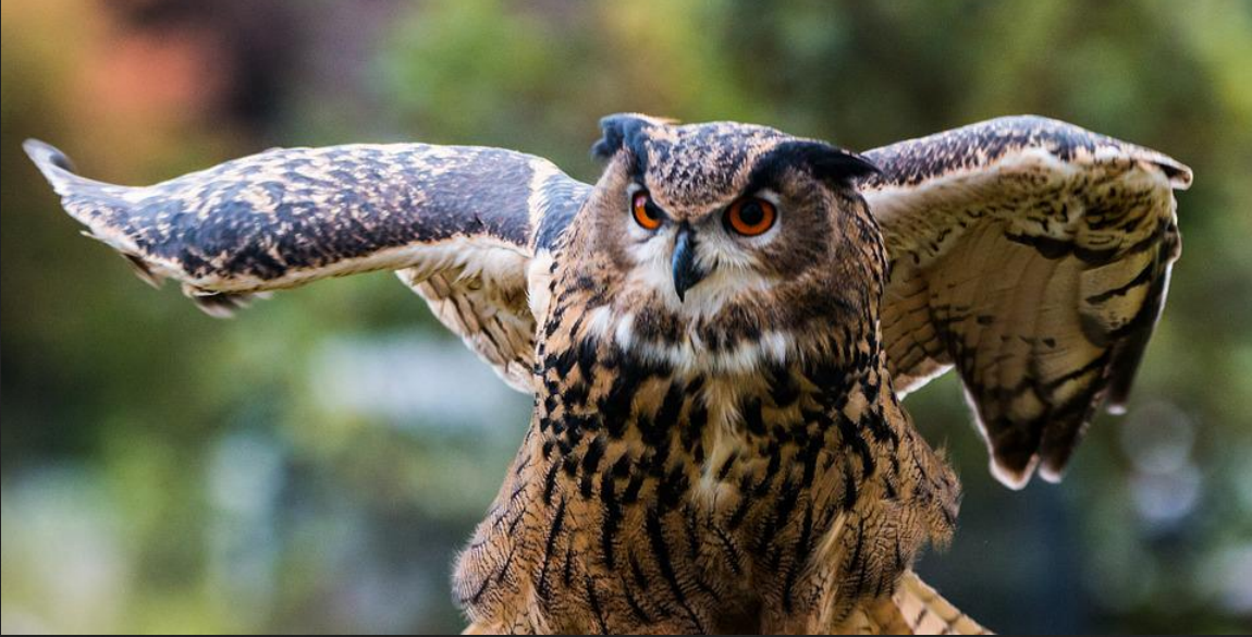 Bubo bubo