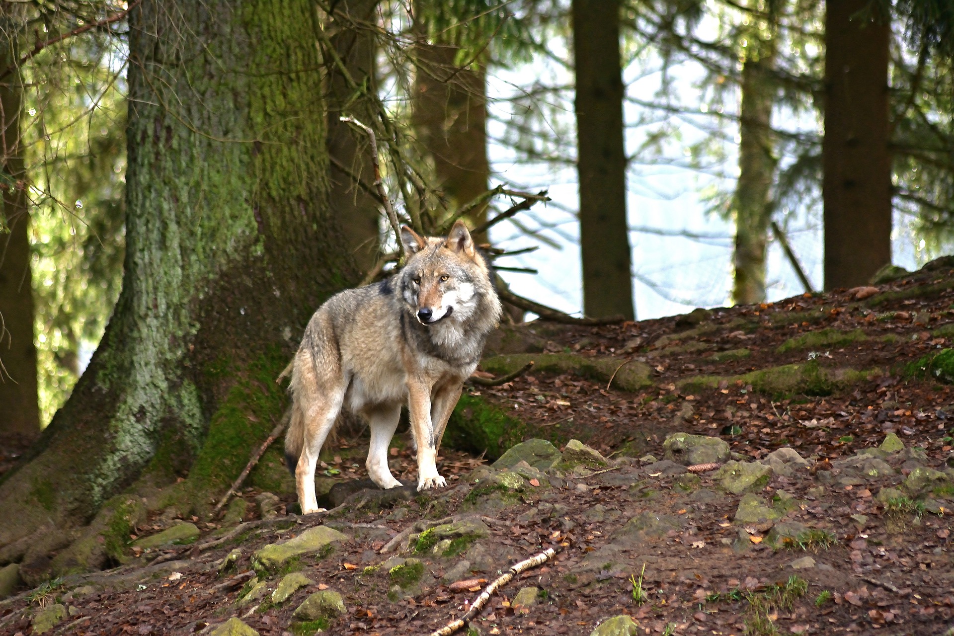 Loup