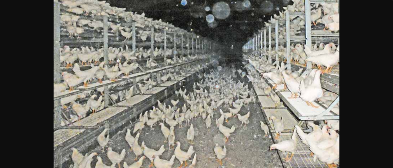 Kein Herz für Tiere?