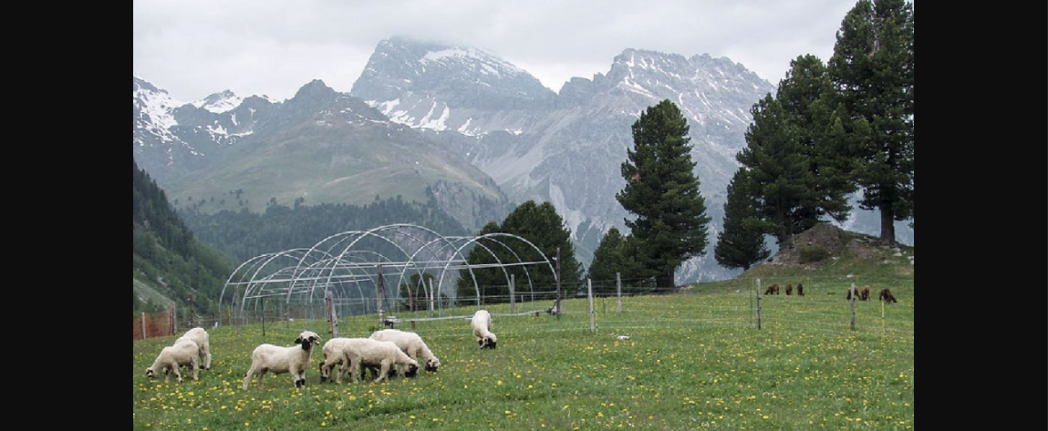 Durch Wölfe gerissene Nutztiere werden Bauern bezahlt