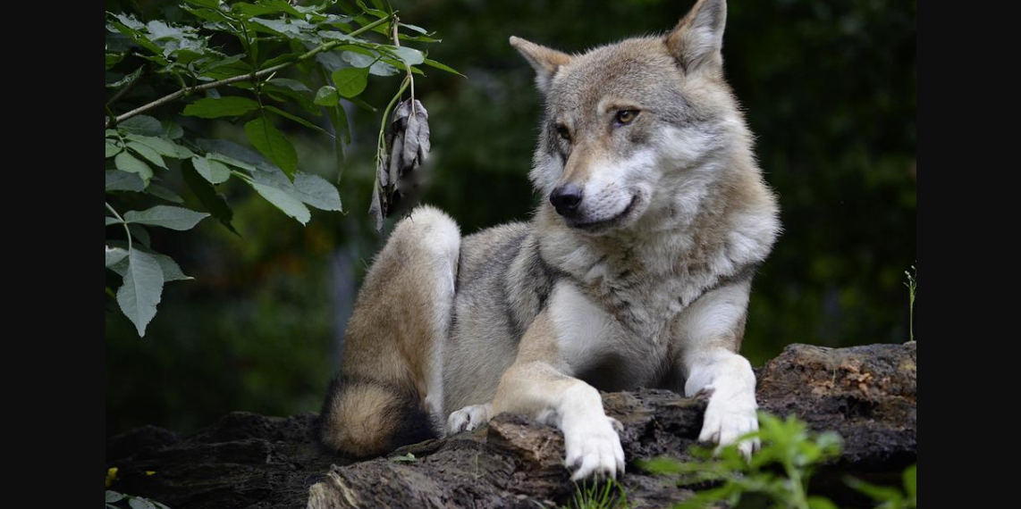 Wolf Jungwolf Wallis