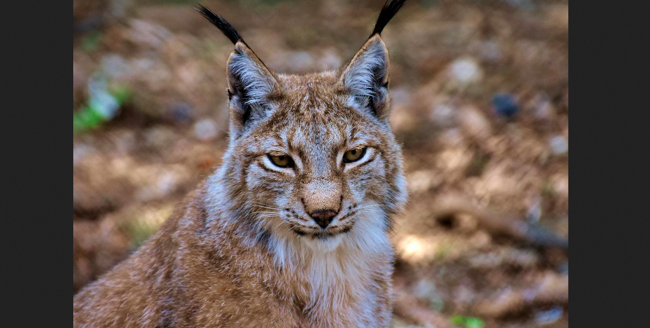Wilderei Luchs Wallis