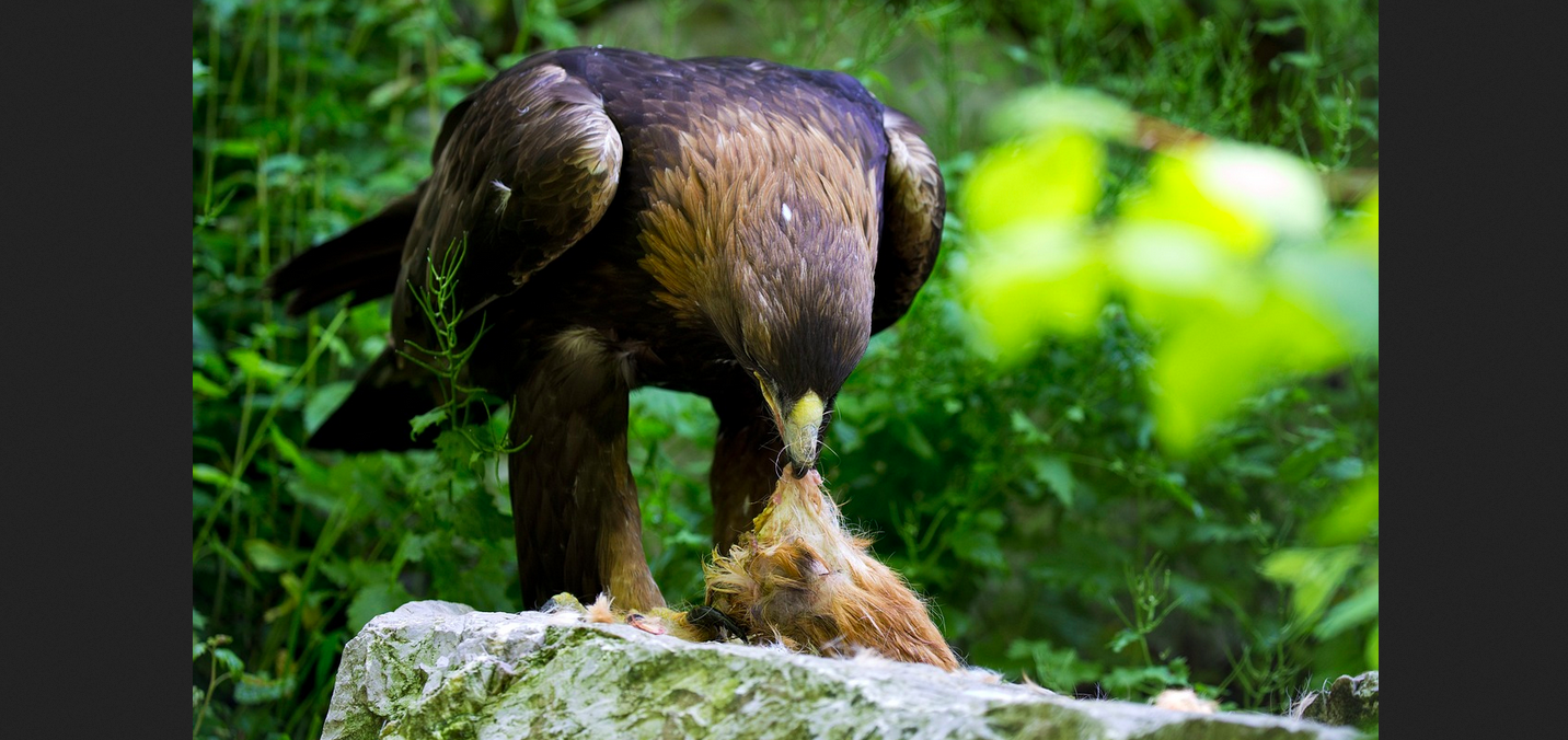 Uni Bern scheitert mit Strafanzeige: Wildhüter freigesprochen