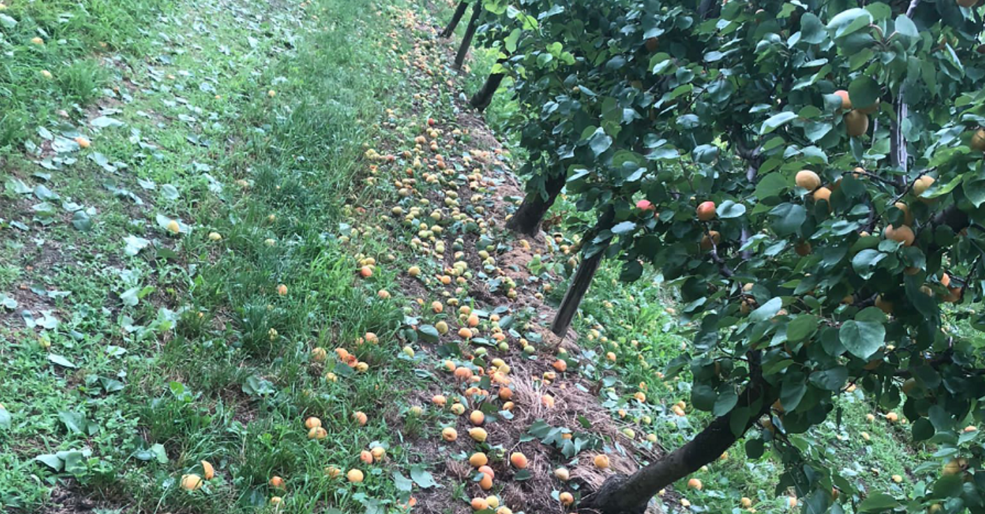 Massive Hagelschäden für die Obstbauern im Wallis