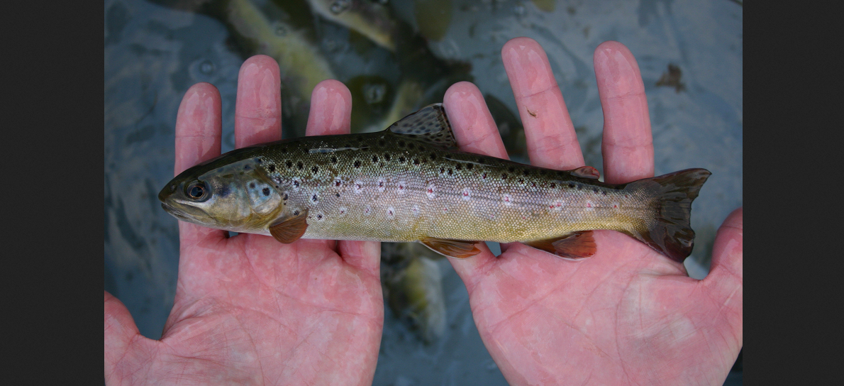 PFAS-Verschmutzung – Stand der Lage bei den Fischen im Wallis