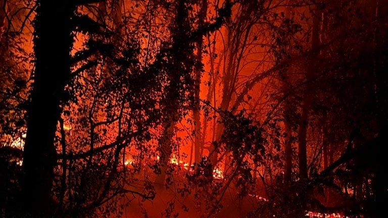 Flanthey: Waldbrand