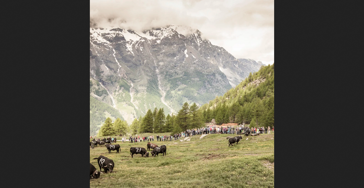 Saas-Fee: Sommer-Ringkuhkampf 2023 zieht 3.000 Besucher an