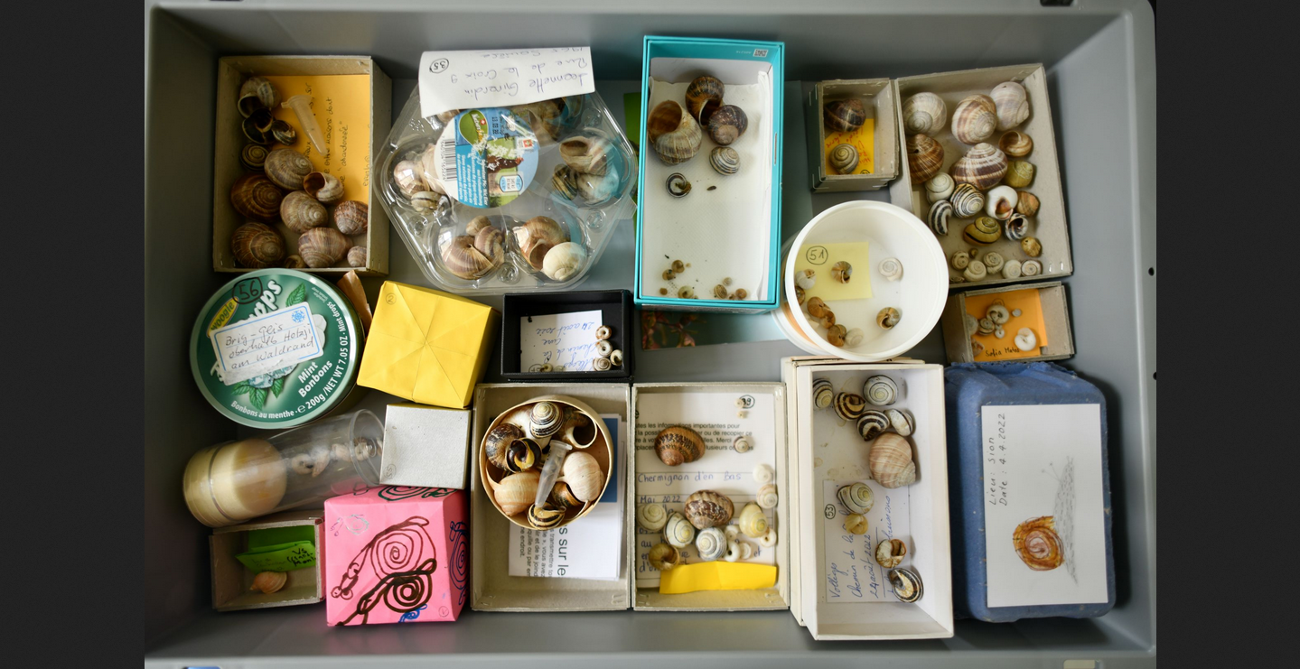 «Total aus dem Häuschen» – Naturmuseum legt Schnecken-Sammlung an