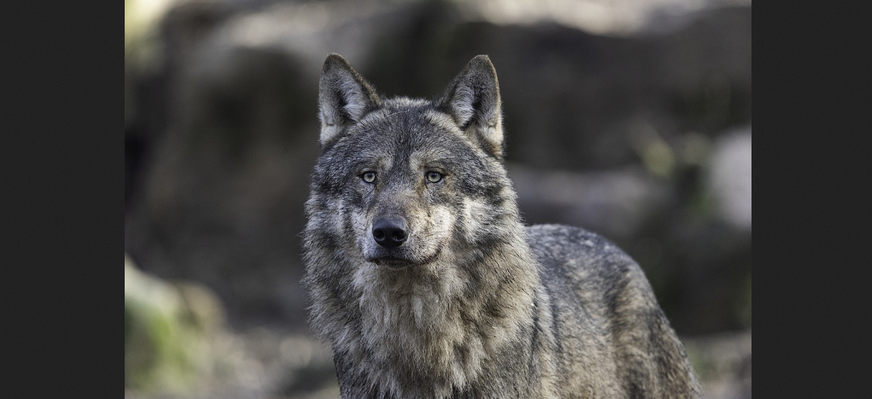 Mitte Oberwallis: „Proaktive Regulierung der Wolfsbestände“ – Dringlicher Vorstoß der Mitte wurde angenommen – Wolf darf nun auch mit Wärmebildkameras gejagt werden