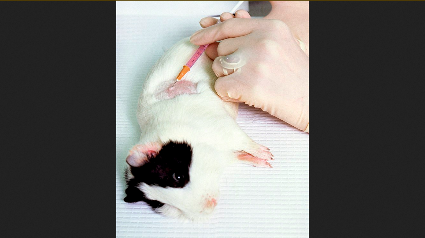 585.991 Tiere: Anstieg der Tierversuche