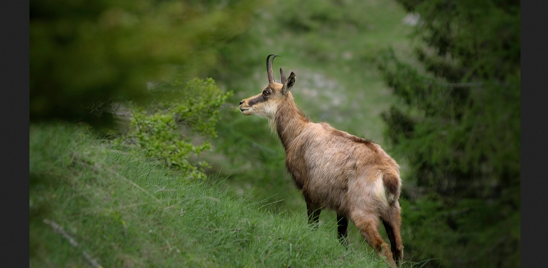 Hochjagd 2023 im Wallis: Gezielte Zusatzabschüsse von Hirschen