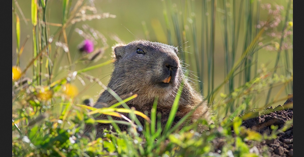 Murmeltier-Weg „Sentier des Marmottes“ Crans-Montana