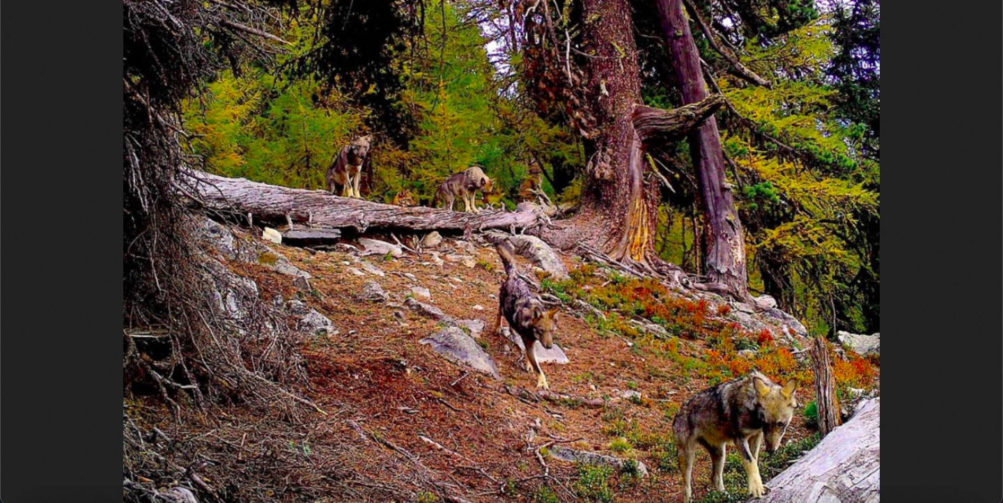 Proaktive Regulierung des Wolfs 2023-2024 – Abschüsse sind angeordnet, 7 Wolfsrudel sollen komplett geschossen werden