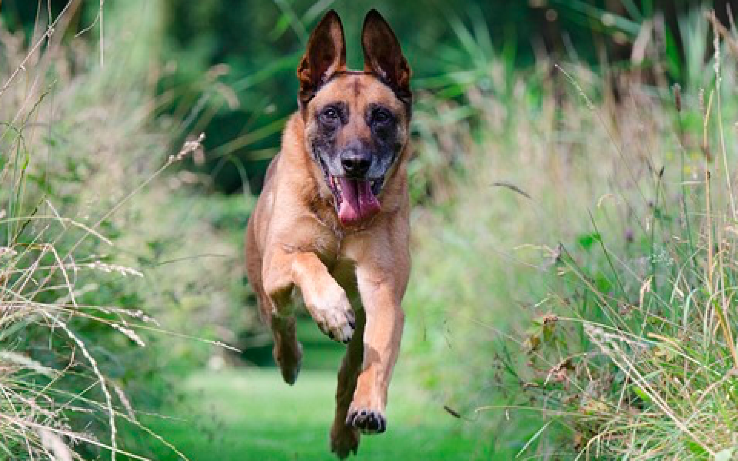 Abgetrennter Hundekopf in Leuk sorgt für Verunsicherung: Kapo schritt ein und klärte den Fall