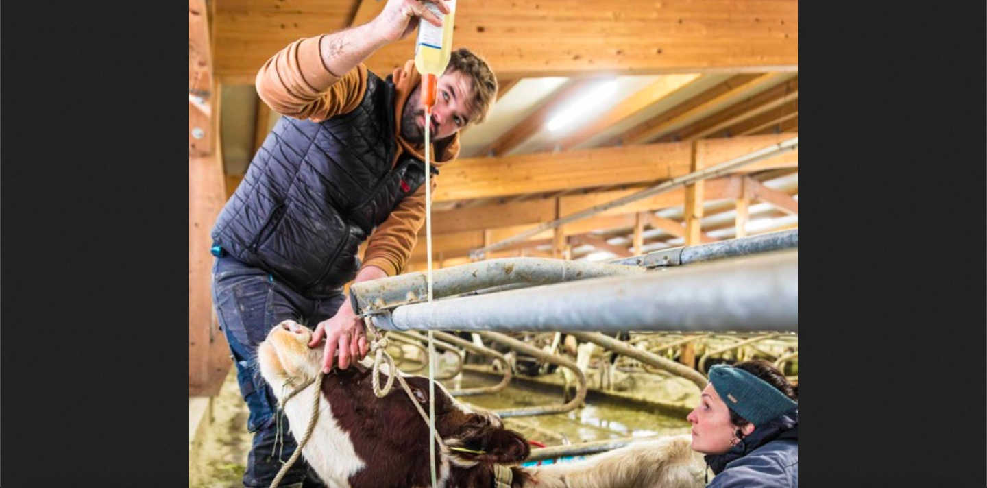 Versorgungsengpässe bei Tierarzneimitteln in der Kritik: „Bundesrat läßt Tierärzteschaft allein“