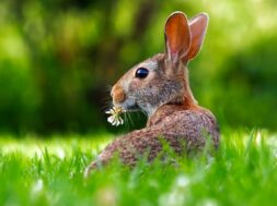 Osterhase Karfreitag