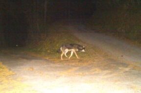 Wolf-dunkles-Fell-Wolfsichtung