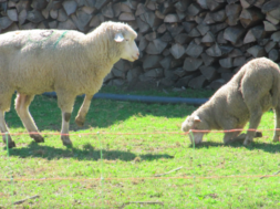 Moderhinke Schaf