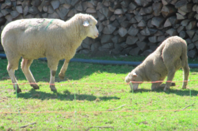 Moderhinke Schaf