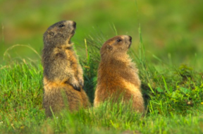 Murmeltiere sehen Aletsch-Arena