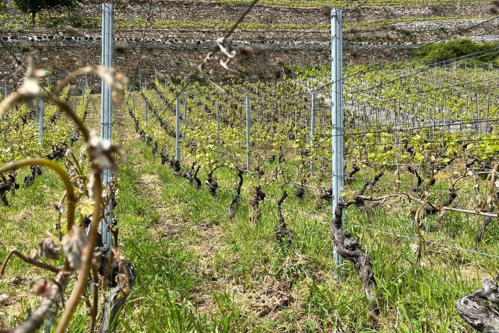 Bilanz der Schäden aufgrund des Frühlingsfrosts vom April 2024Landwirtschaft: Und (fast) jedes Jahr kommt ein Frost auch im Wallis