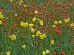 Tulpen Grengiols Ackerbegleitflora__034_-_Kopie.jpg-800×600