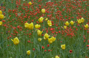 Tulpen Grengiols Ackerbegleitflora__034_-_Kopie.jpg-800×600