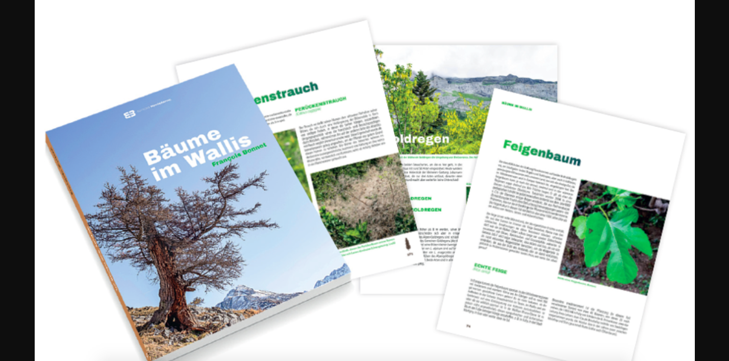 Dienststelle für Wald, Natur und Landschaft: Buch «Bäume im Wallis» –Ein Buch, das die Vielfalt des Walliser Baumbestands erfaßt und illustriert