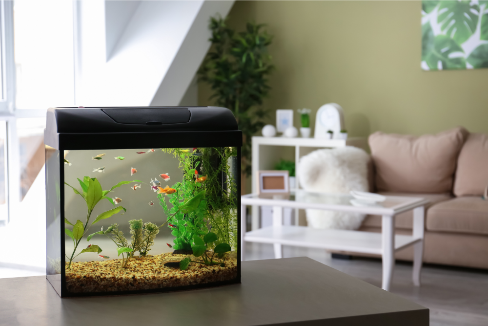 Unsere Gewässer sind keine AquarienTiere und Pflanzen aus Aquarien oder Gartenteichen gehören nicht in die freie Natur
