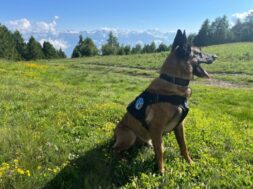 Le-chien-ayant-retrouve-la-personne-photo-Police-cantonale-valaisanne-768×576