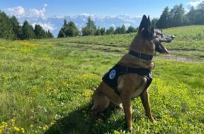 Le-chien-ayant-retrouve-la-personne-photo-Police-cantonale-valaisanne-768×576