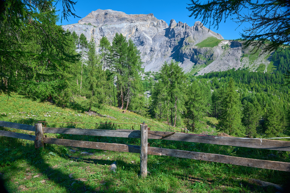 9 Millionen Franken jährlich: 10 Jahre Förderung der Biodiversität und Landschaftsqualität"Flora mti hohem florealem Wert" mit Direkt-Zahlungen gefördert