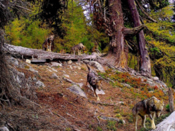 2023 11 28 Régulation proactif loup Wolfsrudel Foto © Dienststelle für Jagd, Fischerei und Wildtiere