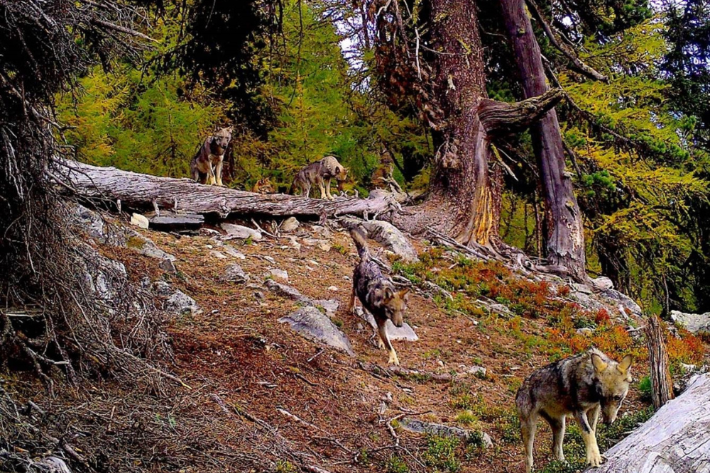 Proaktive Wolfs-Regulierung 2024 – 2025Antrag beim Bund für Abschuß von mehreren kompletten Wolfsrudeln