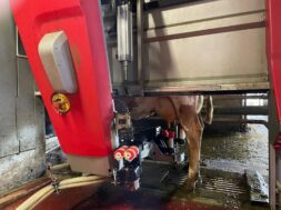 Melkroboter im Einsatz