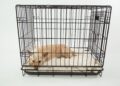 Anstieg der Tierversuche in der SchweizÜber 595.305 Tiere für Tierversuche